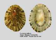 Cymbula safiana (2)